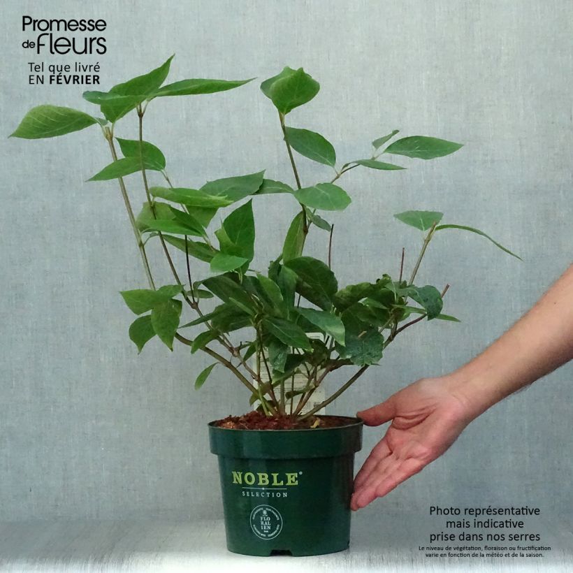 Ejemplar de Calycanthus Venus - Arbre aux anémones pot 3,5L  entregado en otoño