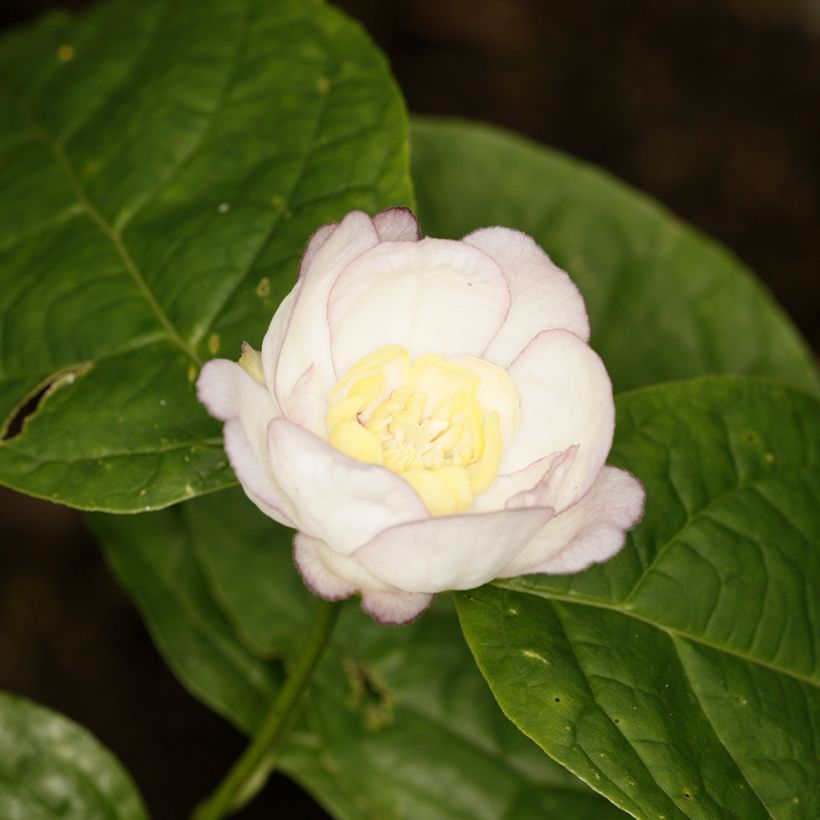 Calycanthus chinensis - Arbre aux anémones (Floración)