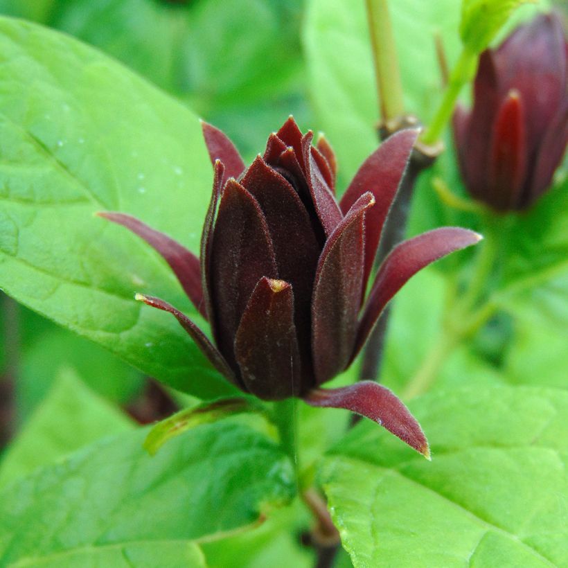 Calycanthus floridus - Árbol de las anémonas (Floración)