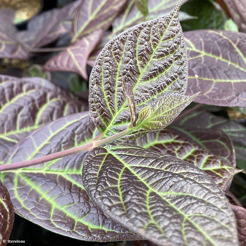 Calycanthus floridus Burgundy Spice - Árbol de las anémonas (Follaje)