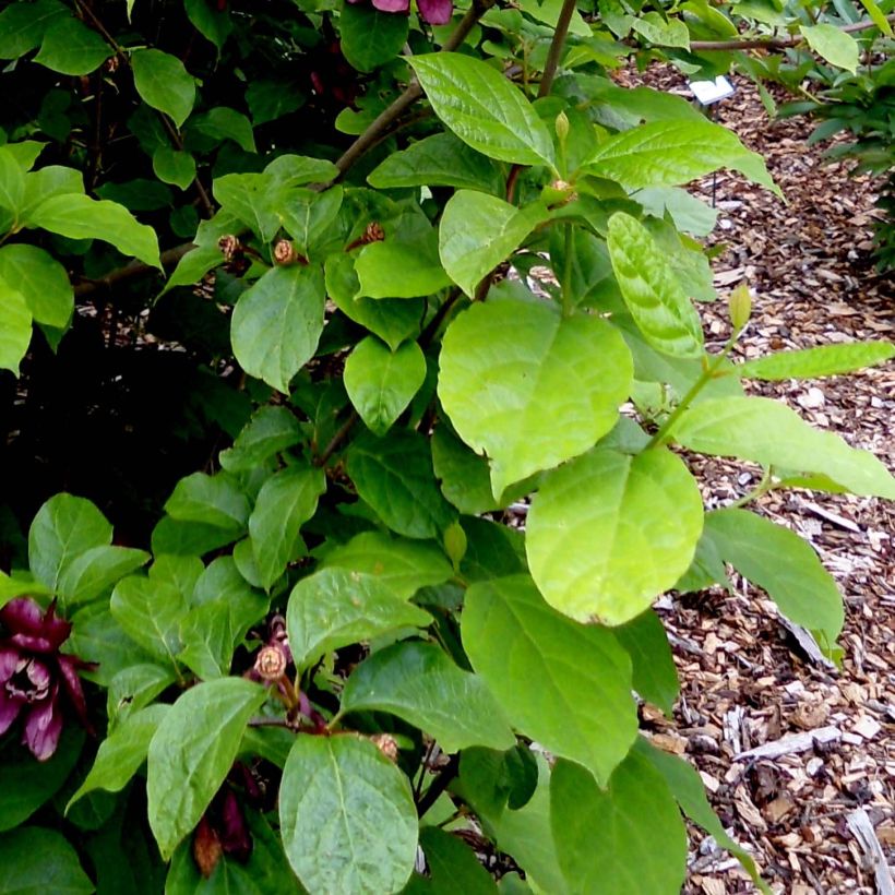 Calycanthus raulstonii Aphrodite - Árbol de las anémonas (Follaje)