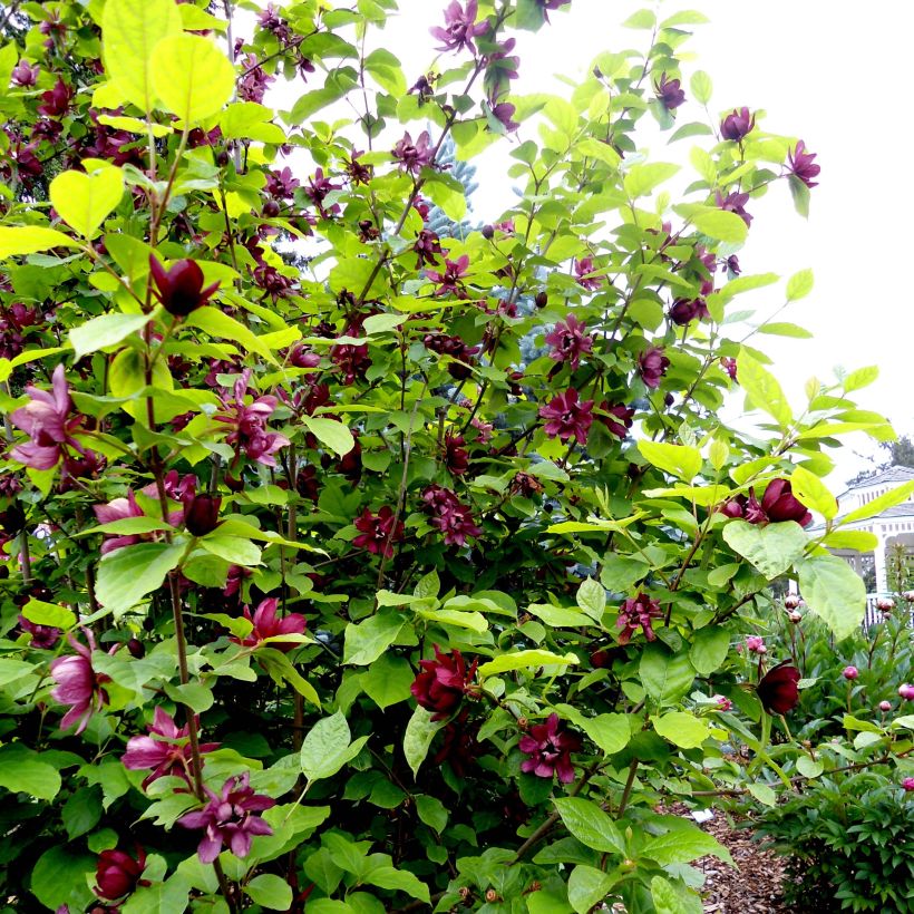 Calycanthus raulstonii Aphrodite - Árbol de las anémonas (Porte)