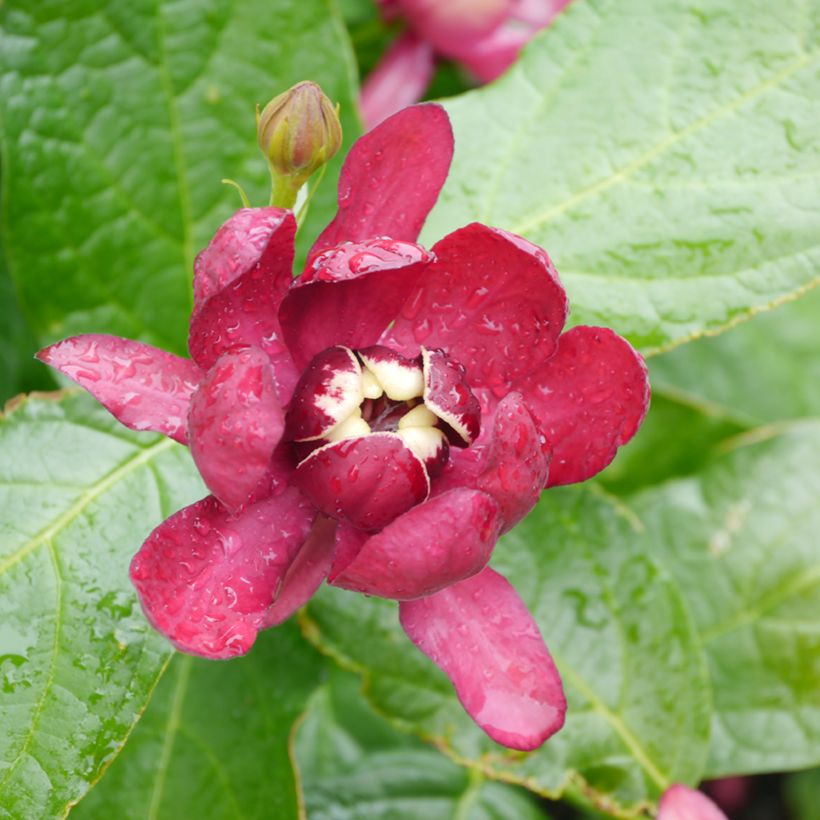 Calycanthus raulstonii Aphrodite - Árbol de las anémonas (Floración)