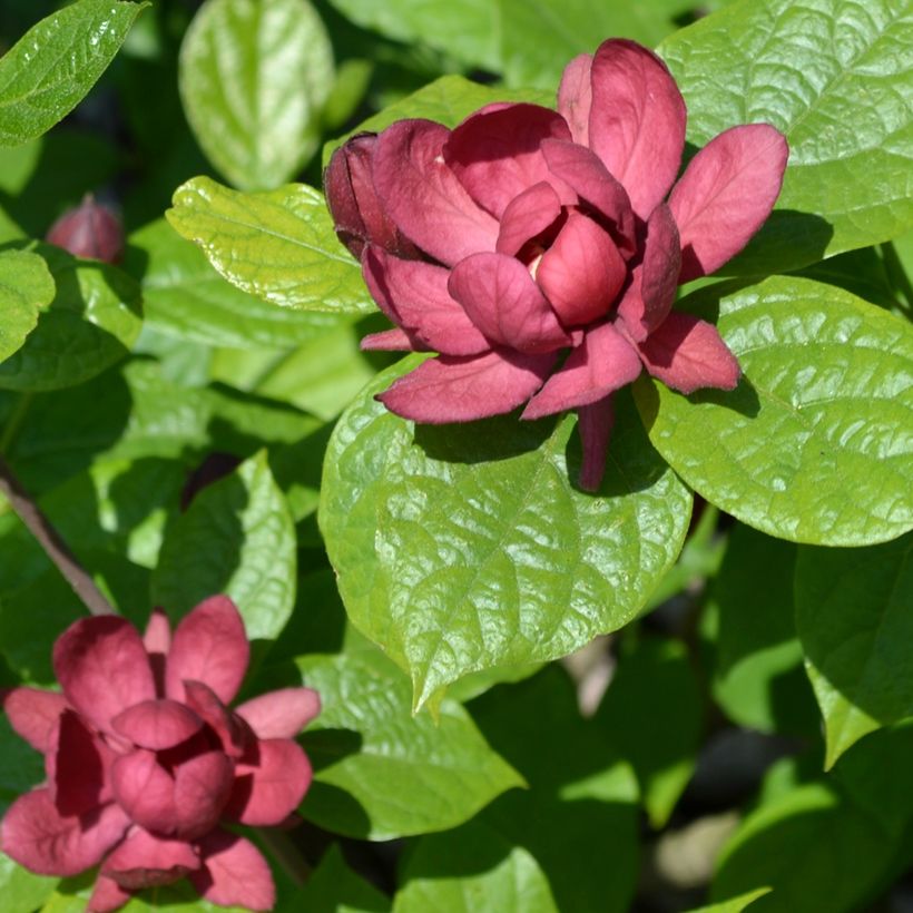 Calycanthus raulstonii Hartlage Wine - Árbol de las anémonas (Floración)