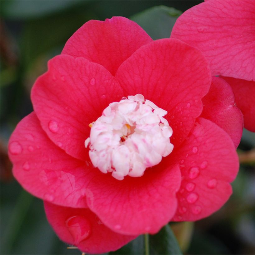 Camellia japonica Marshmallow (Floración)