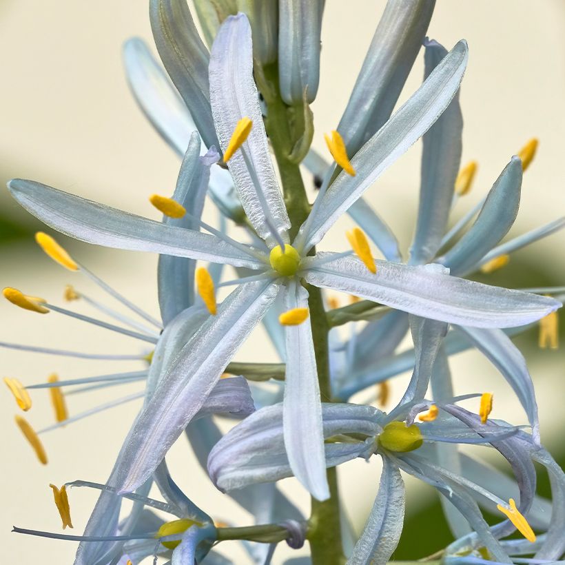 Camassia cusickii (Floración)