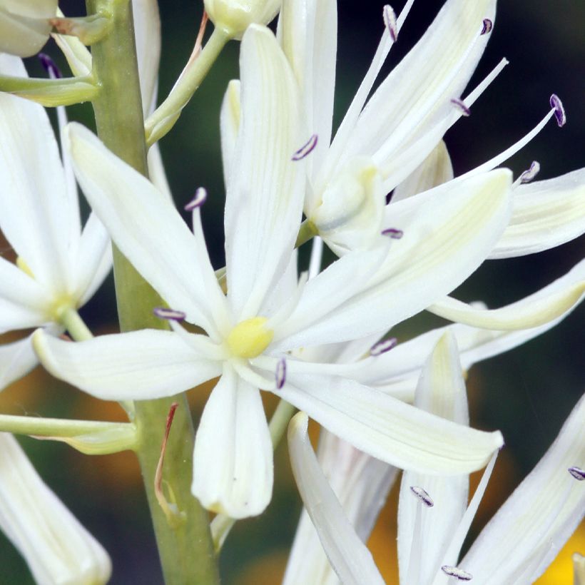 Camassia leichtlinii Alba (Floración)