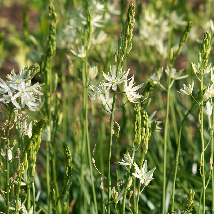 Camassia leichtlinii Alba (Porte)