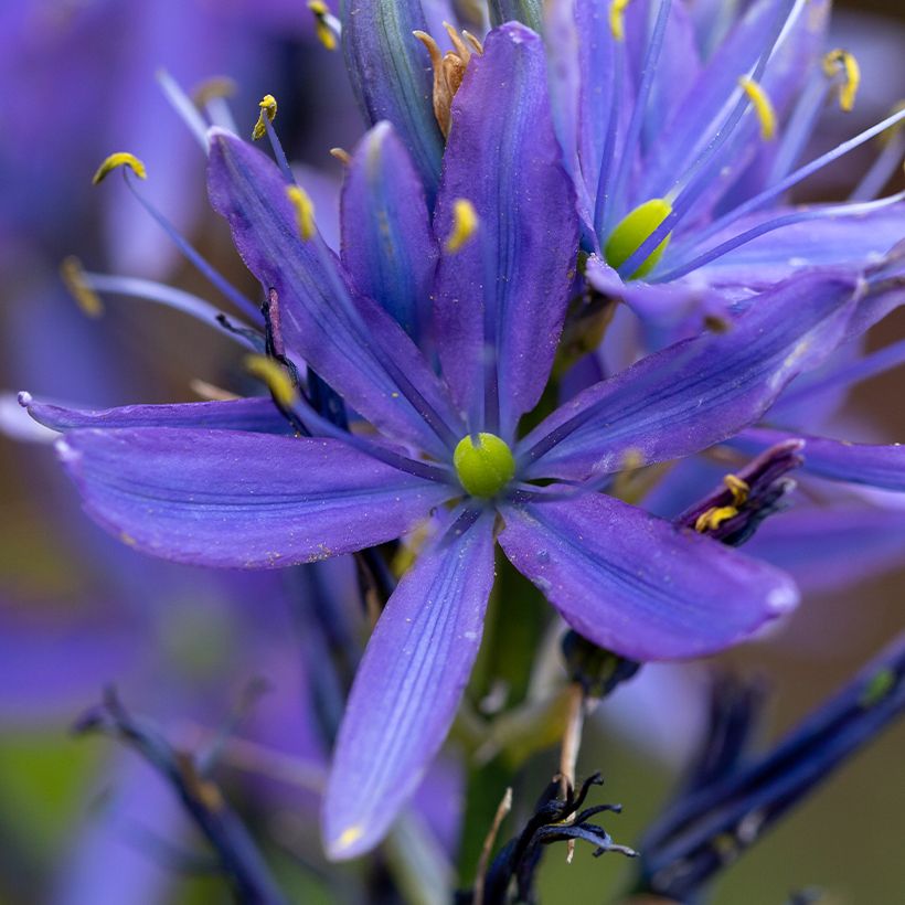 Camassia leichtlinii Caerulea (Floración)