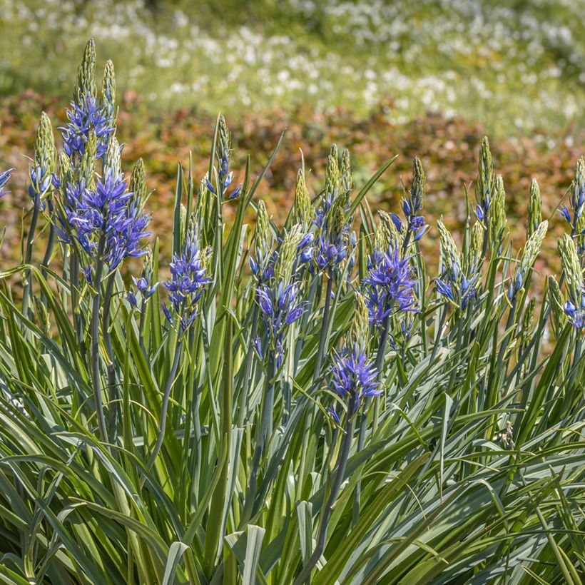 Camassia leichtlinii Caerulea (Porte)