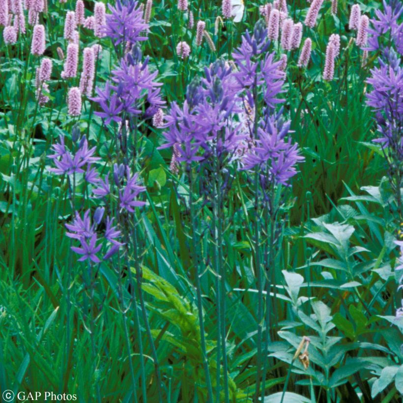 Camassia quamash (Porte)