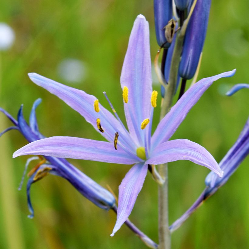 Camassia quamash Blue Melody (Floración)