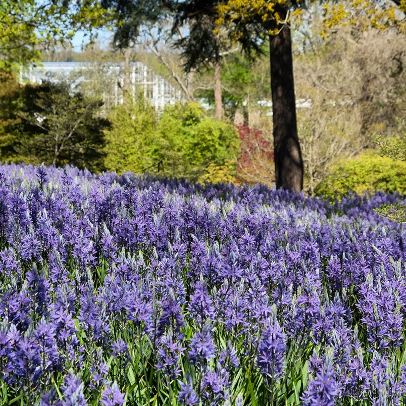 Camassia quamash Blue Melody (Porte)