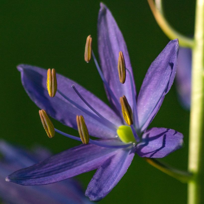 Camassia quamash (Floración)