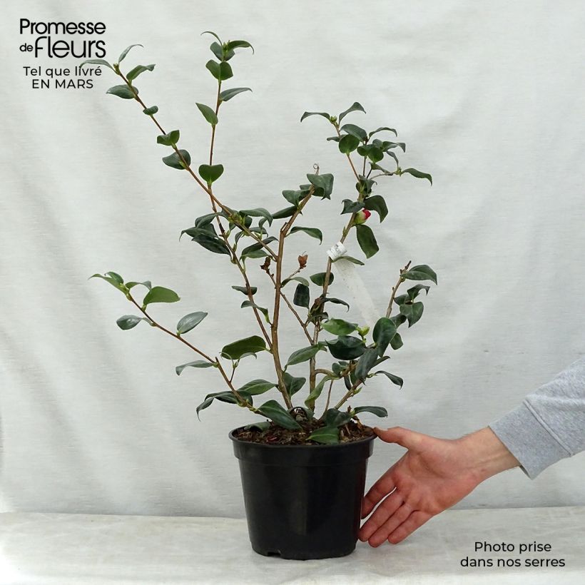 Camellia japonica Bob's Tinsie Maceta 4L/5LAltura de entrega aprox. 30/40cm Ejemplar entregado en la primavera