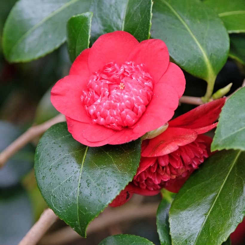 Camellia japonica Bob's Tinsie (Floración)