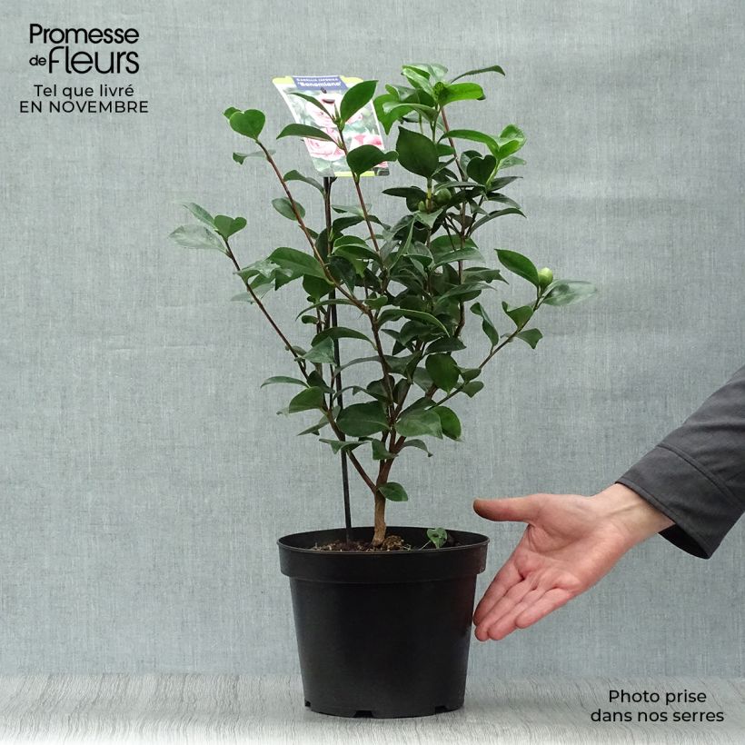 Ejemplar de Camélia Bonomiana - Camellia japonica Pot de 3L/4L entregado en otoño