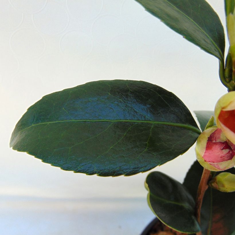 Camellia japonica Coquetti (Follaje)