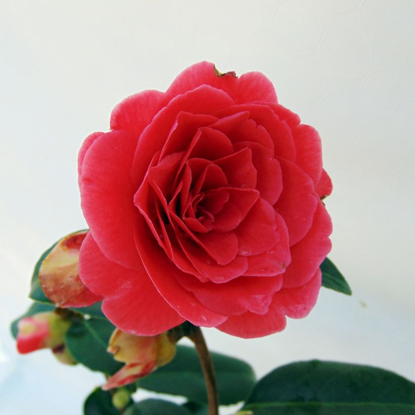 Camellia japonica Coquetti (Floración)