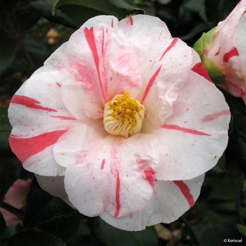 Camellia japonica Dainty California (Floración)