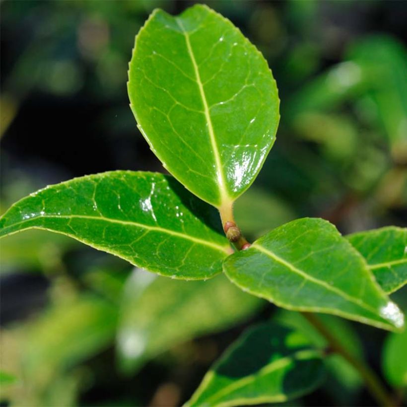 Camellia williamsii Donation (Follaje)