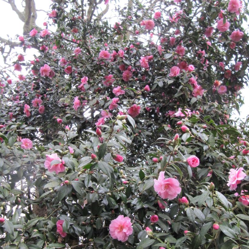 Camellia williamsii Donation (Floración)