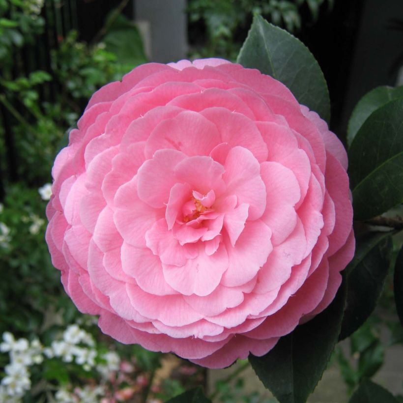 Camellia williamsii EG Waterhouse (Floración)