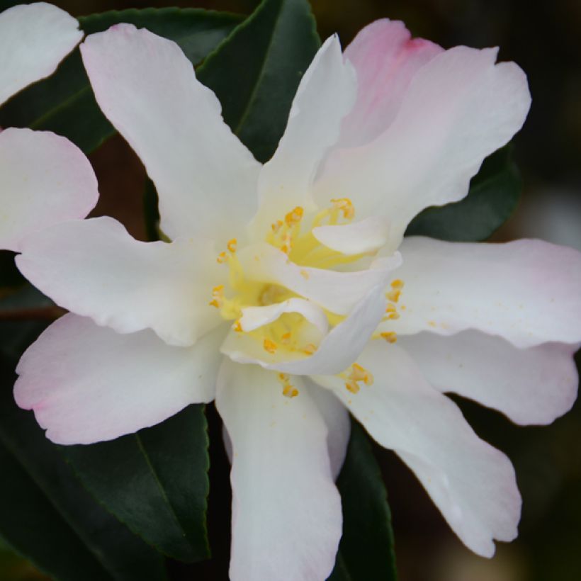 Camellia sasanqua Frosted Star - Camelia de otoño (Floración)