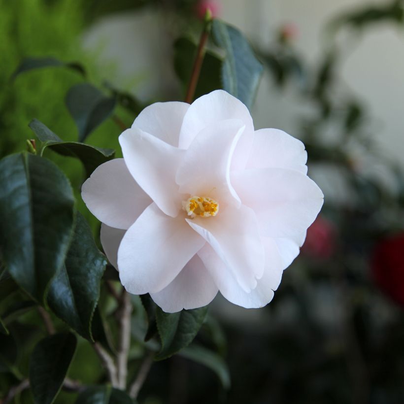 Camellia japonica Hagoromo (Floración)