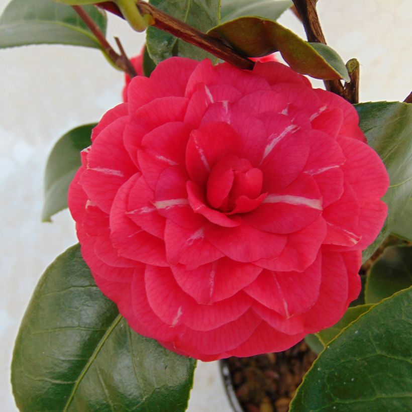 Camellia japonica Il Gioiello (Floración)