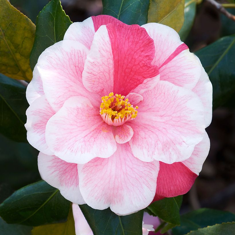 Camellia japonica Lady Vansittart (Floración)