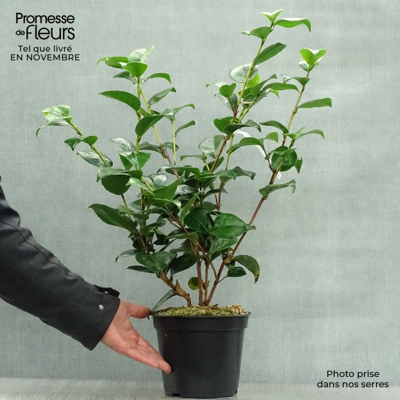 Ejemplar de Camélia Lavinia Maggi - Camellia japonica Pot de 4L/5L entregado en otoño