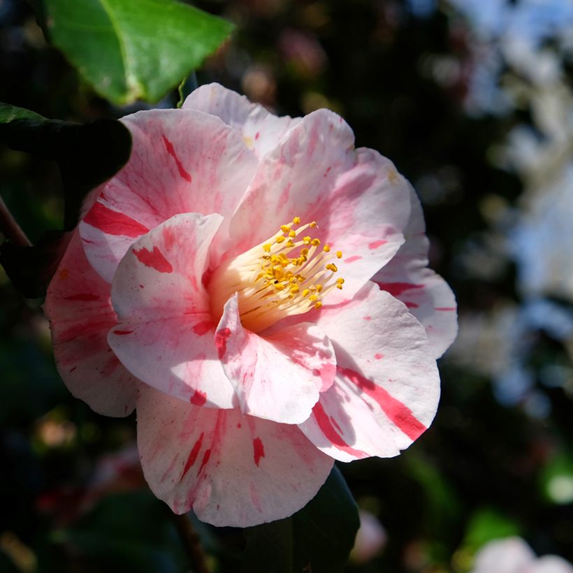 Camellia japonica Lavinia Maggi (Floración)