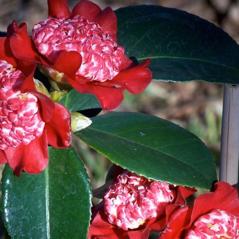 Camellia japonica Lipstick (Follaje)