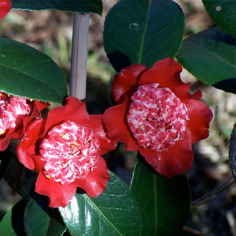 Camellia japonica Lipstick (Floración)