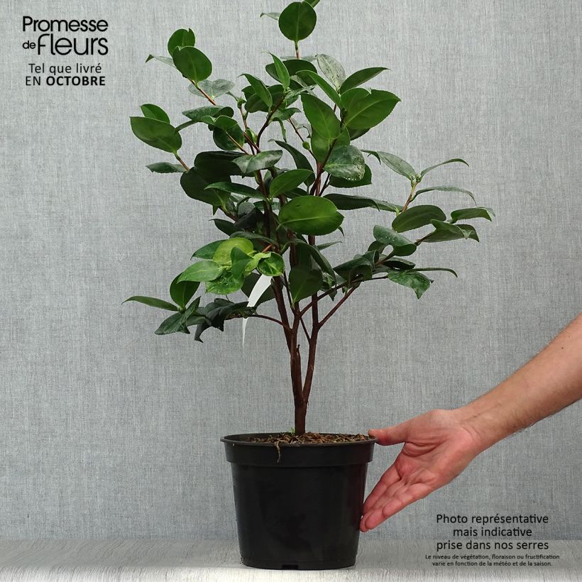 Ejemplar de Camélia Margaret Davis - Camellia japonica Pot de 4L/5L entregado en otoño