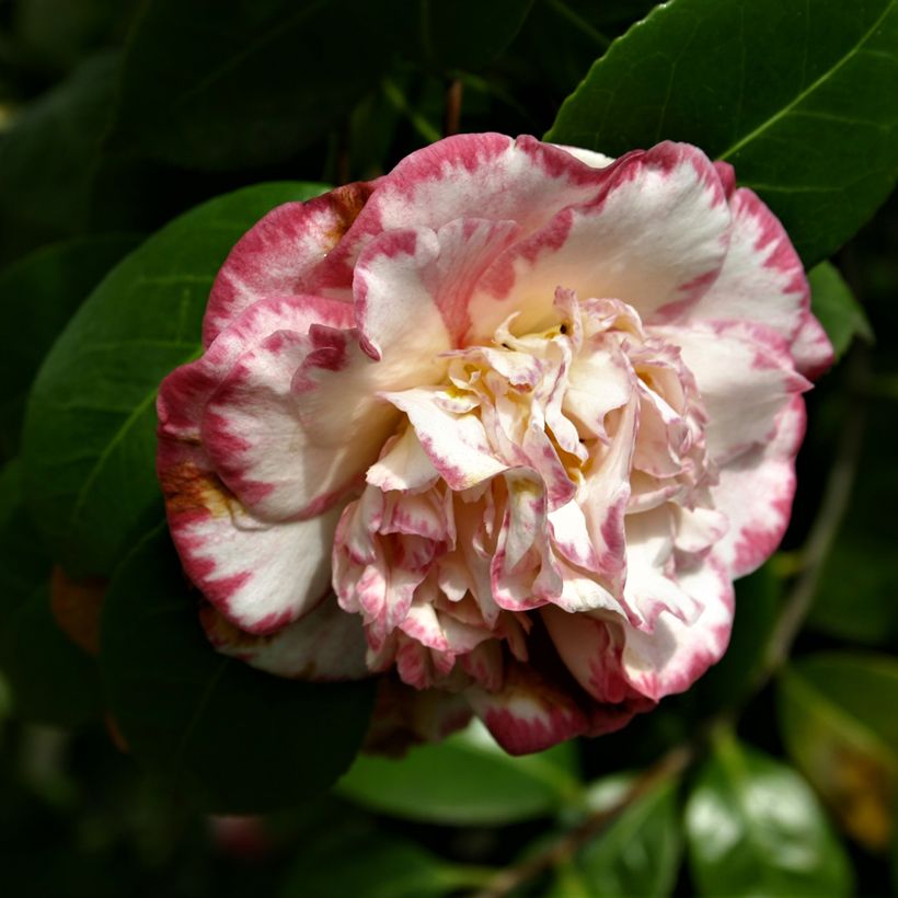 Camellia japonica Margaret Davis (Floración)