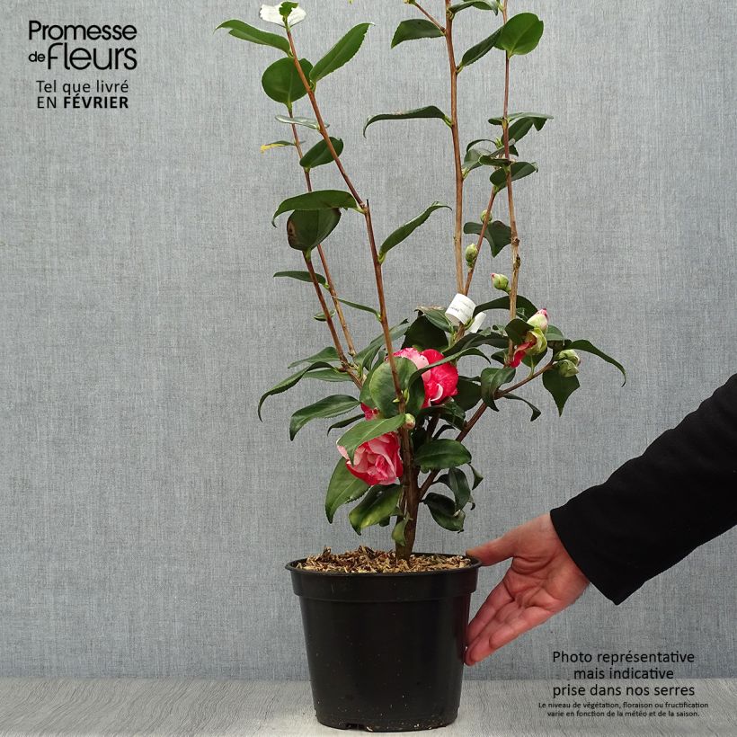 Camélia Midnight Variegated - Camellia japonica Pot de 4L/5L Ejemplar entregado en invierno