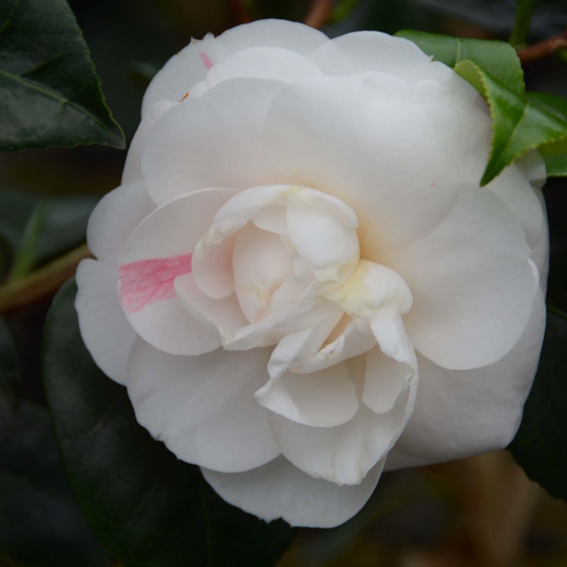 Camellia japonica Montironi (Floración)