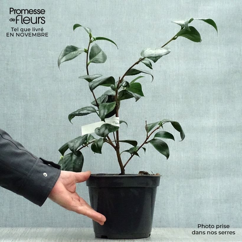 Ejemplar de Camélia Montironi - Camellia japonica Pot de 4L/5L entregado en otoño