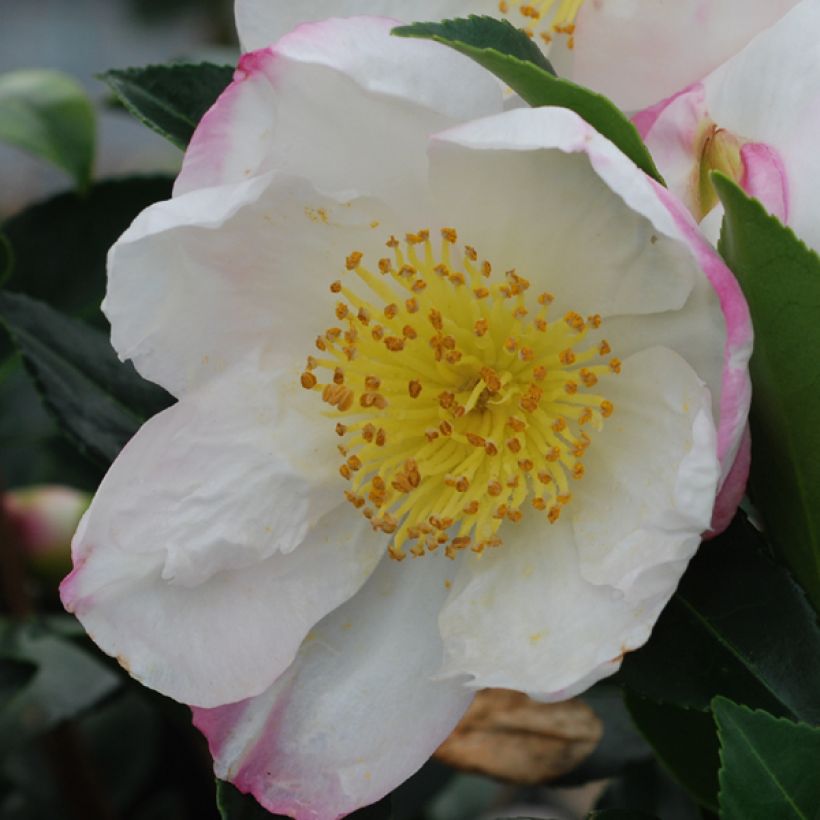 Camellia sasanqua Narumi Gaita - Camelia de otoño (Floración)