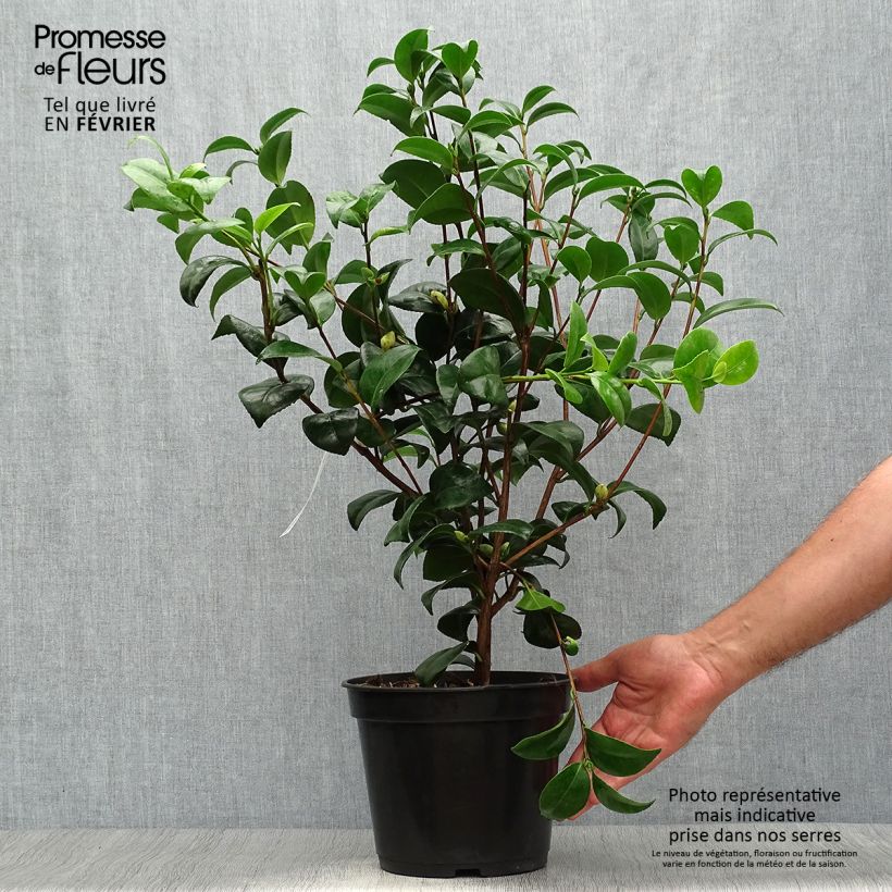 Ejemplar de Camélia Nobilissima - Camellia japonica  Pot de 4L/5L entregado en otoño