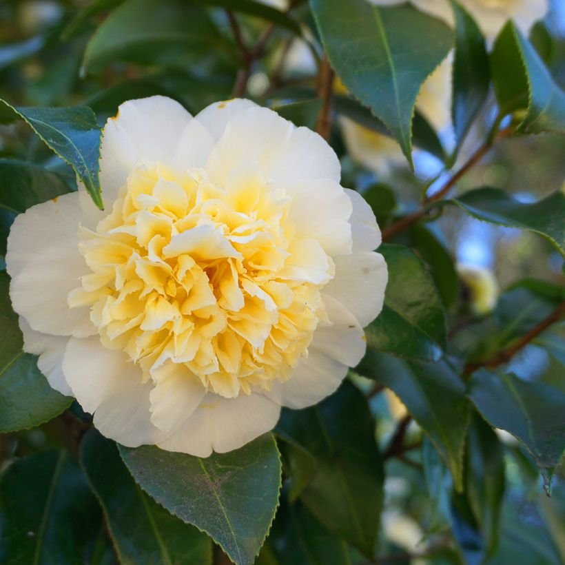 Camellia japonica Nobilissima (Floración)