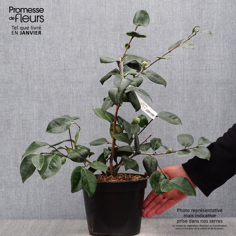 Camélia Okan - Camellia japonica de Higo Pot de 4L Ejemplar entregado en invierno