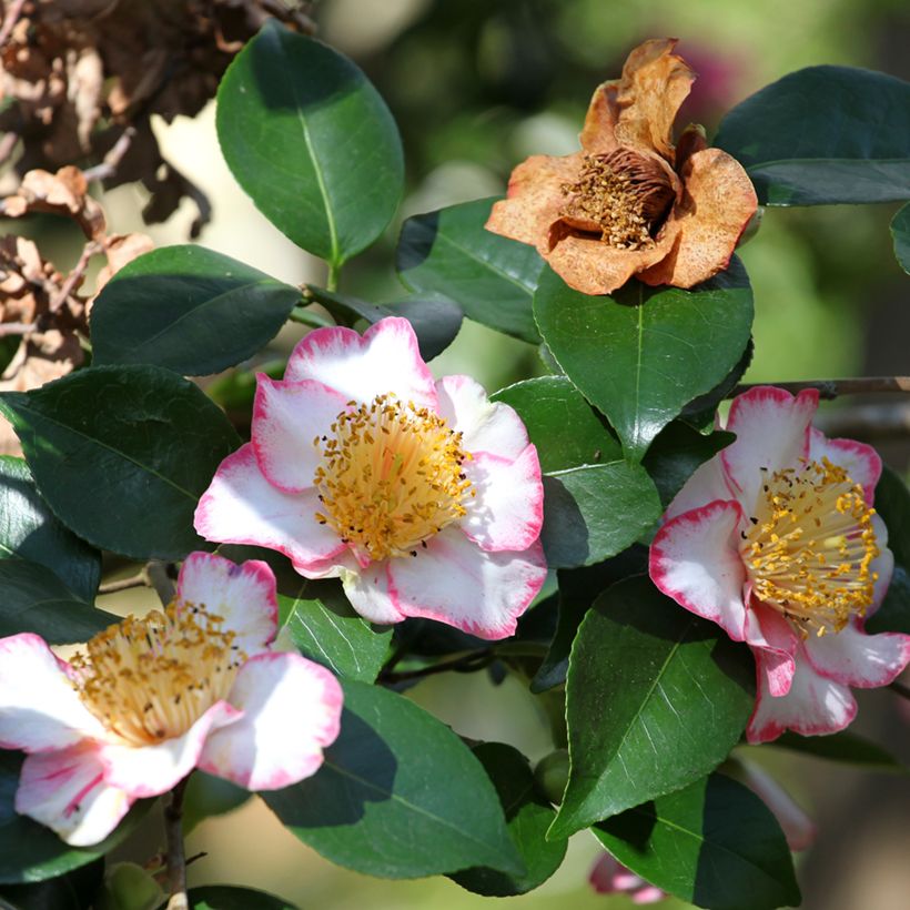 Camellia japonica de Higo Okan (Floración)