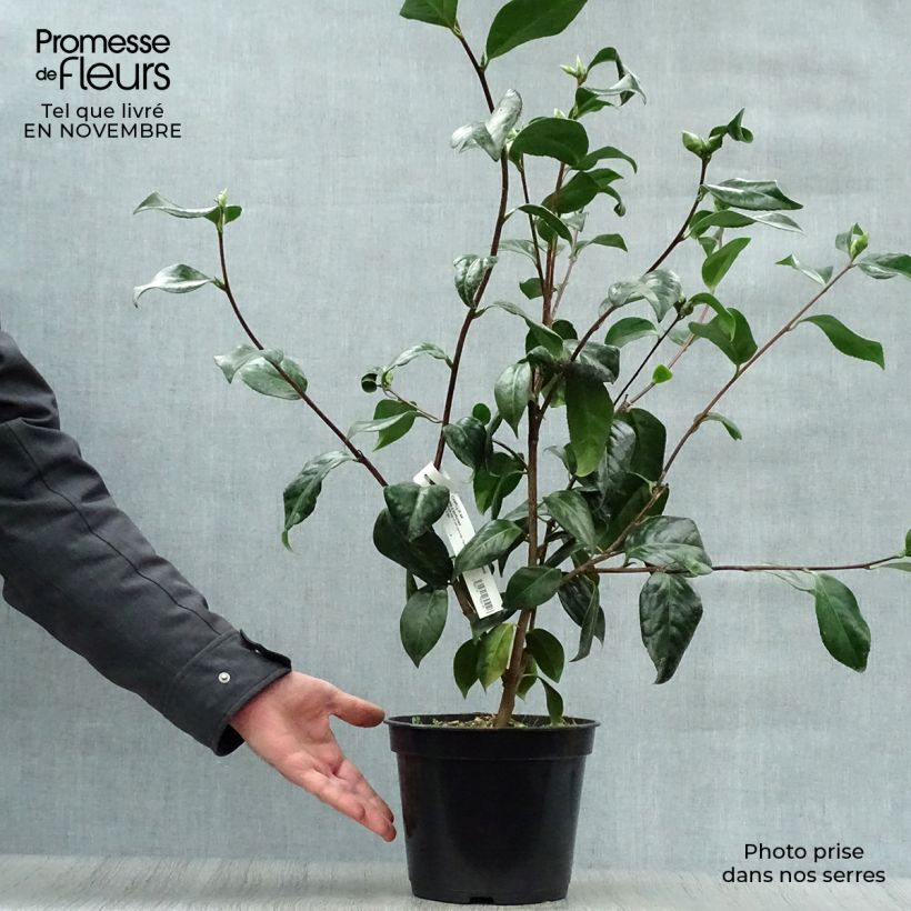 Ejemplar de Camélia Paddy's Perfumed - Camellia japonica Pot de 4L/5L entregado en otoño