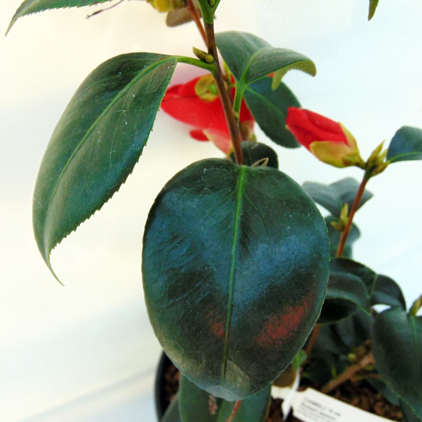 Camellia japonica Robert Lasson (Follaje)