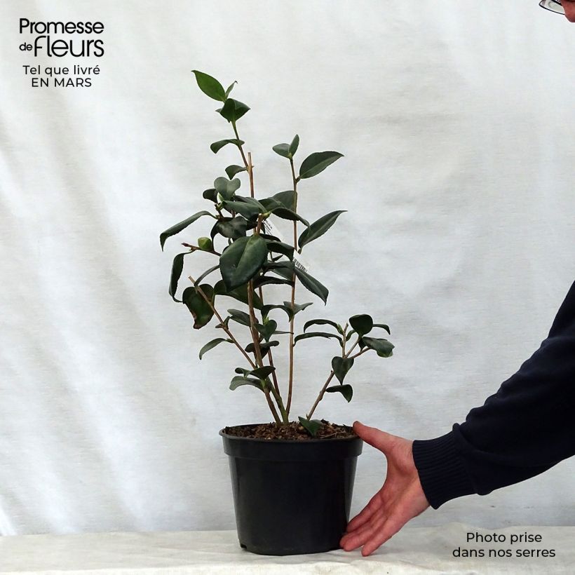 Camélia Robert Lasson - Camellia japonica Pot de 4L/5L Ejemplar entregado en la primavera