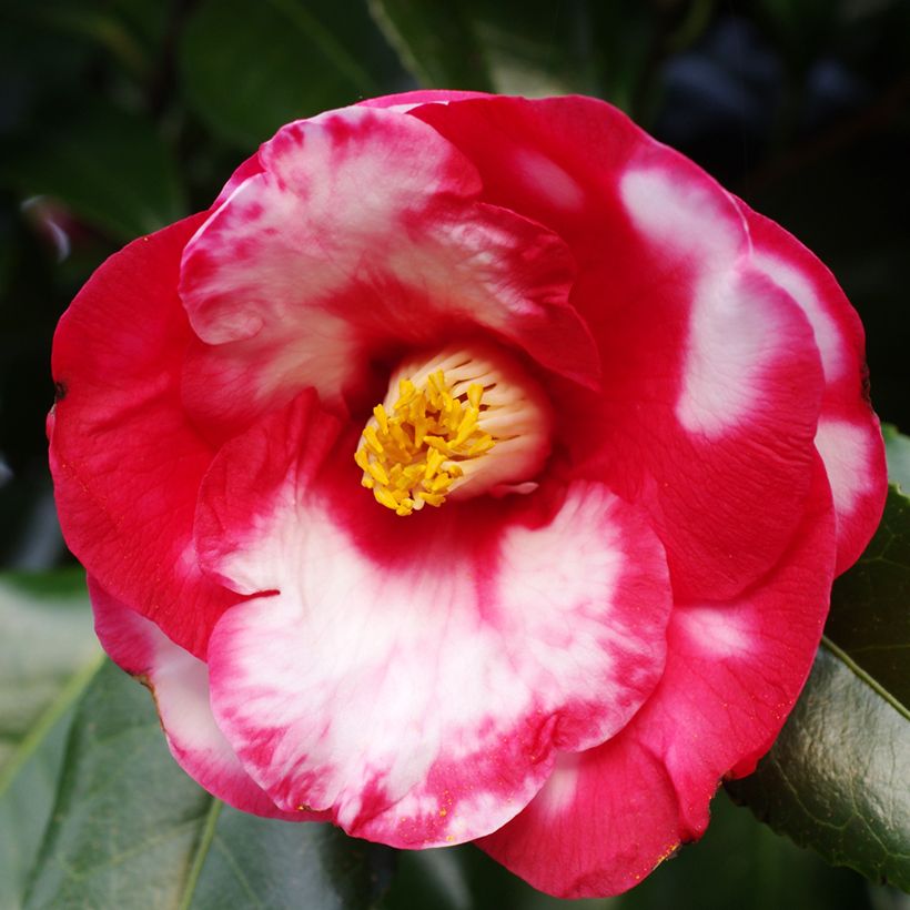 Camellia japonica Robert Lasson (Floración)