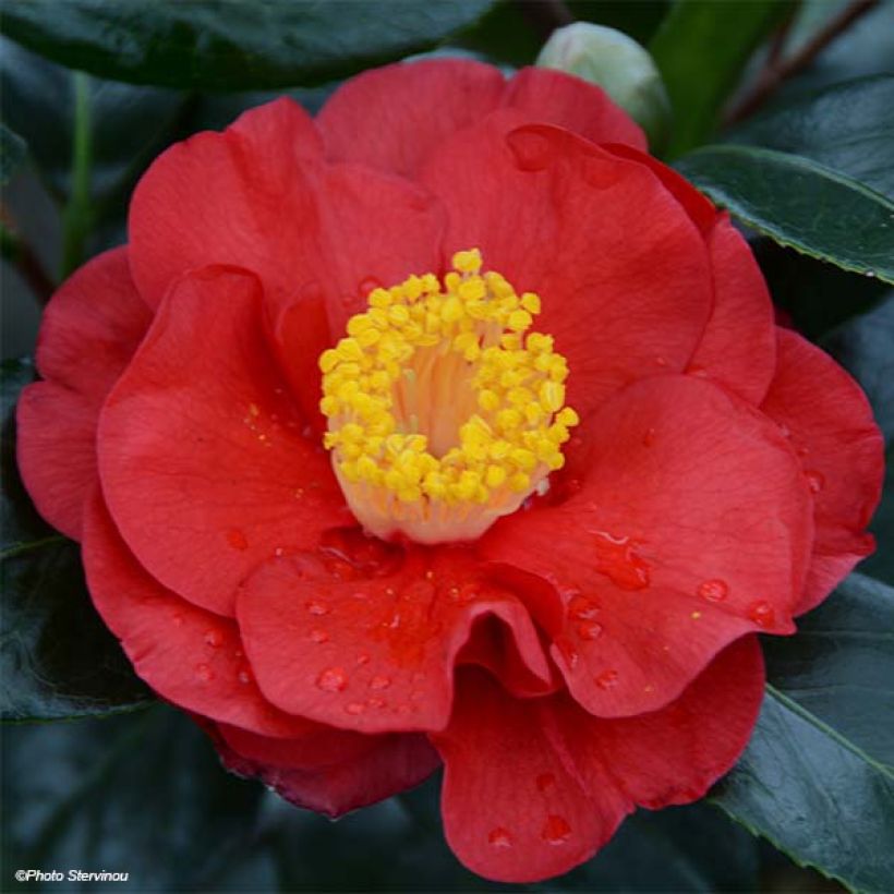 Camellia japonica San dimas (Floración)